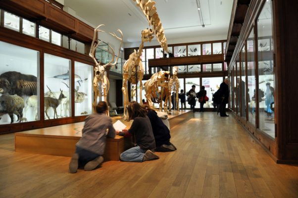 MuseumNantes_Galerie_Zoologie_03_©P.Jean