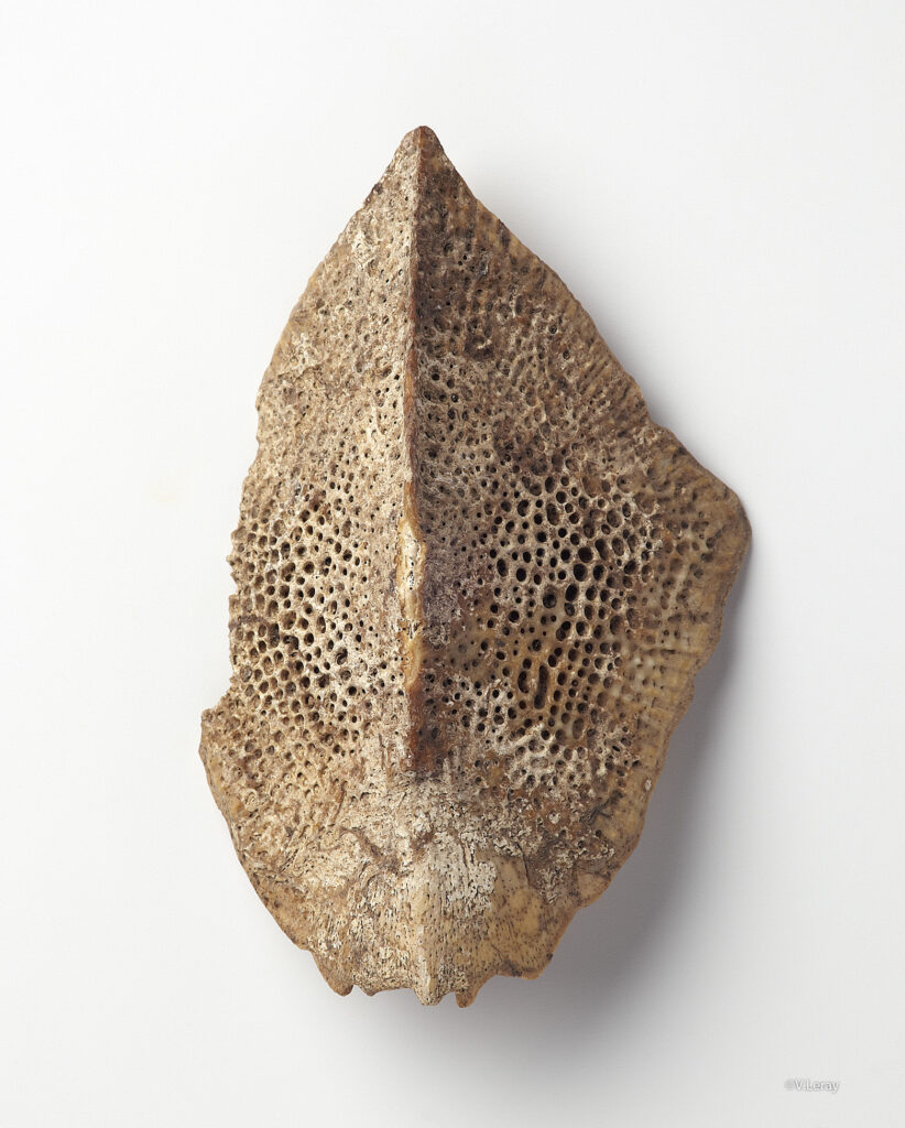 Plaque d'esturgeon sra 2881 photo3